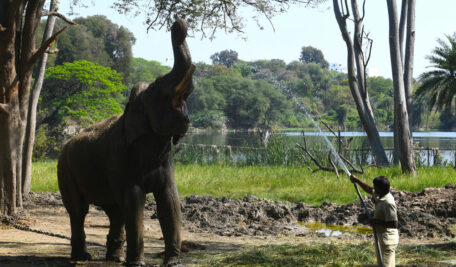 Elephant