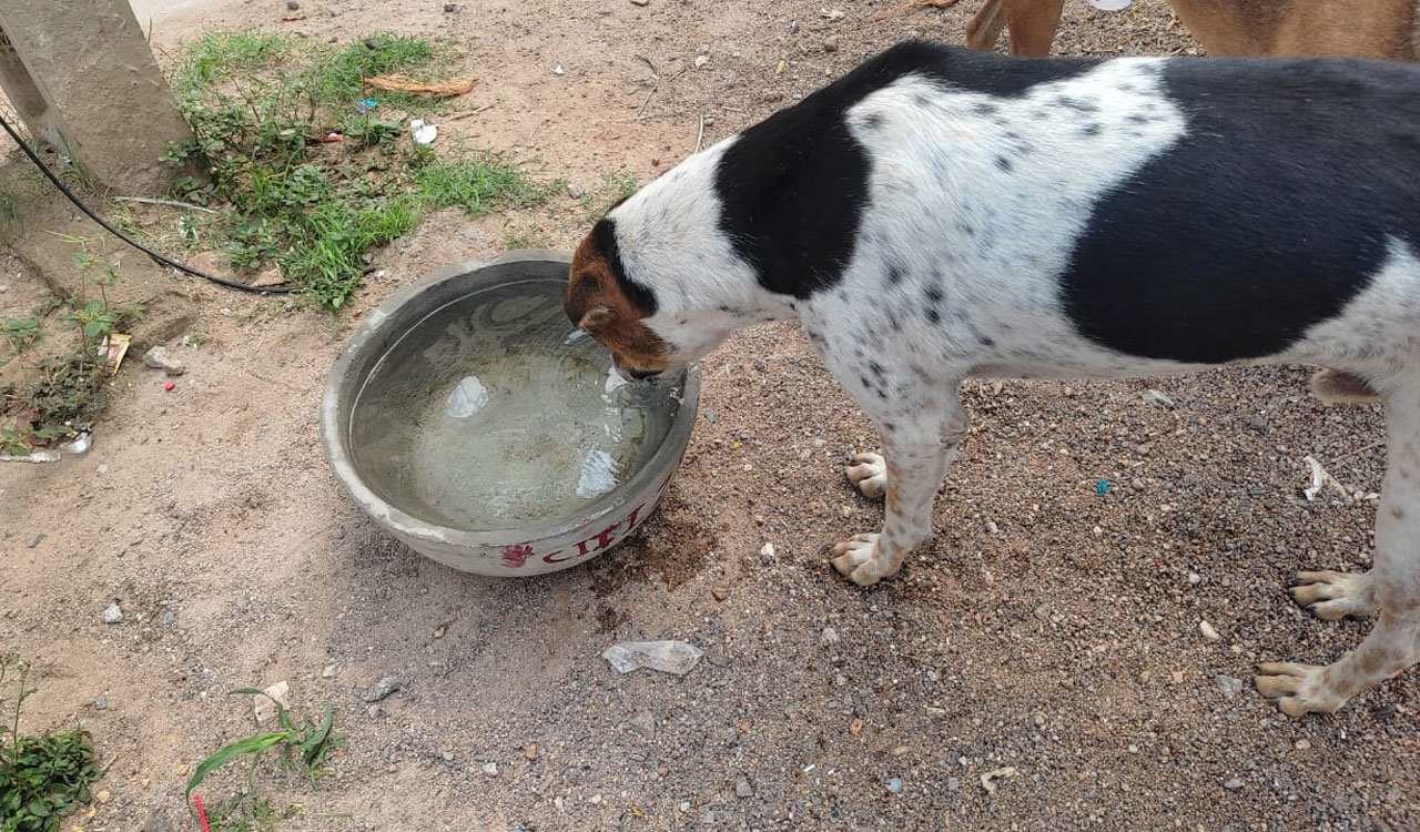 Citizen for Animals places water bowls across Hyderabad to help birds, animals