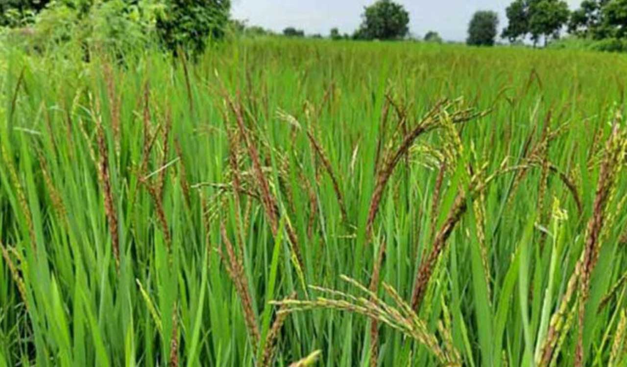 Paddy farmers in Telangana grapple with uncertainty amidst market challenges