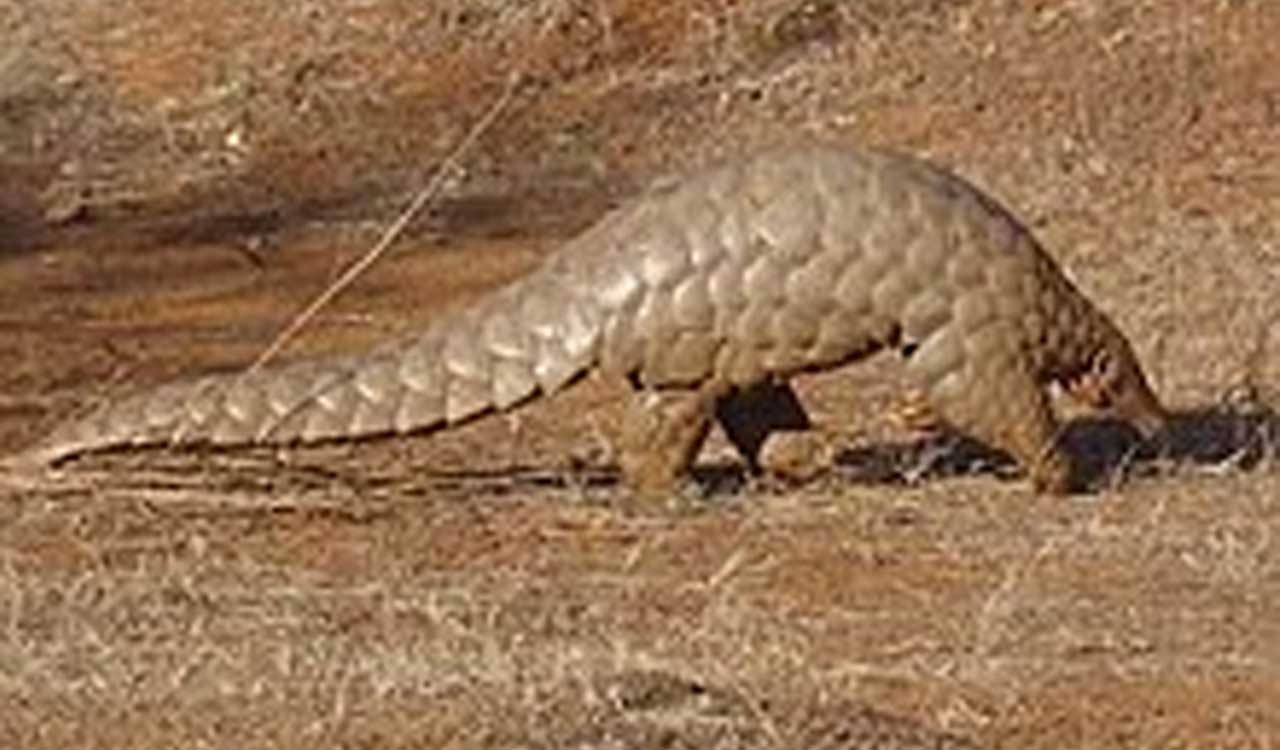 Three arrested for hunting pangolin in Telangana’s Mancherial