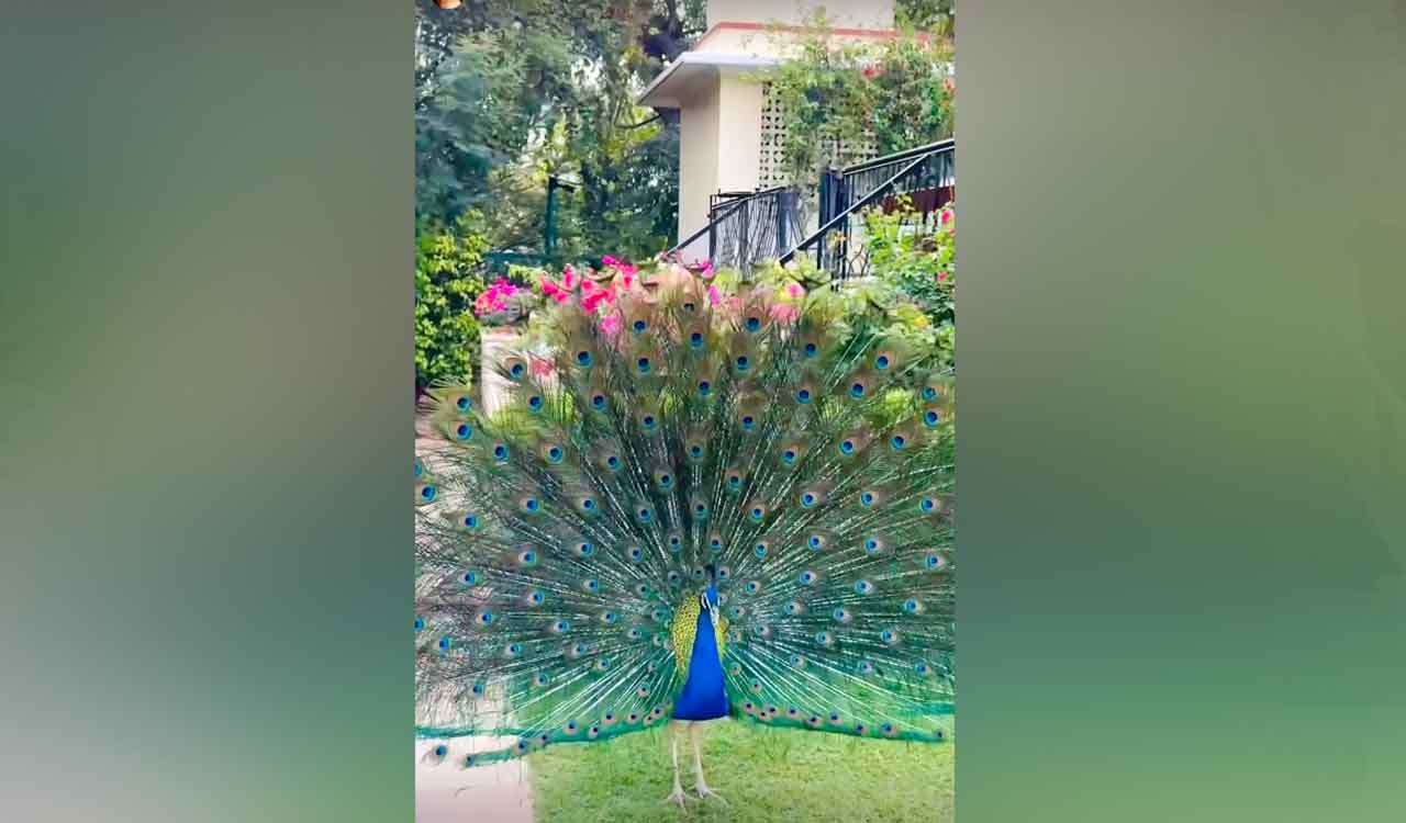 Priyanka Chopra finds new ‘friend’ in Jaipur