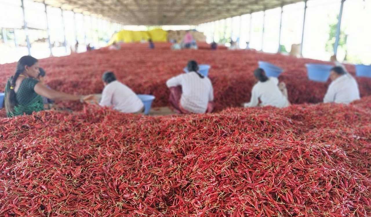 Andhra market price intervention scheme helps red chilli prices rebound