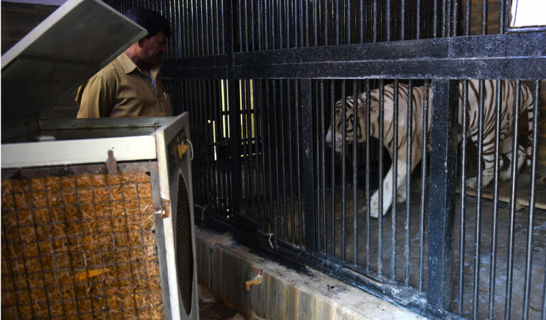 Hyderabad Zoo takes measures to protect animals from summer heat