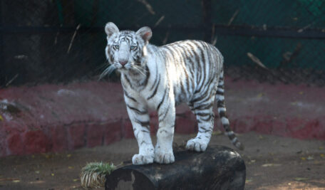 Tigerr