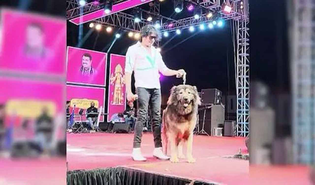 Bengaluru man buys rare ‘Wolf Dog’ for ₹50 crore: Reports
