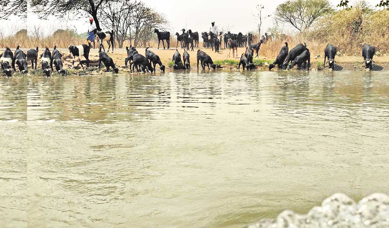 Telangana: Farmer helps cattle quench thirst during summer