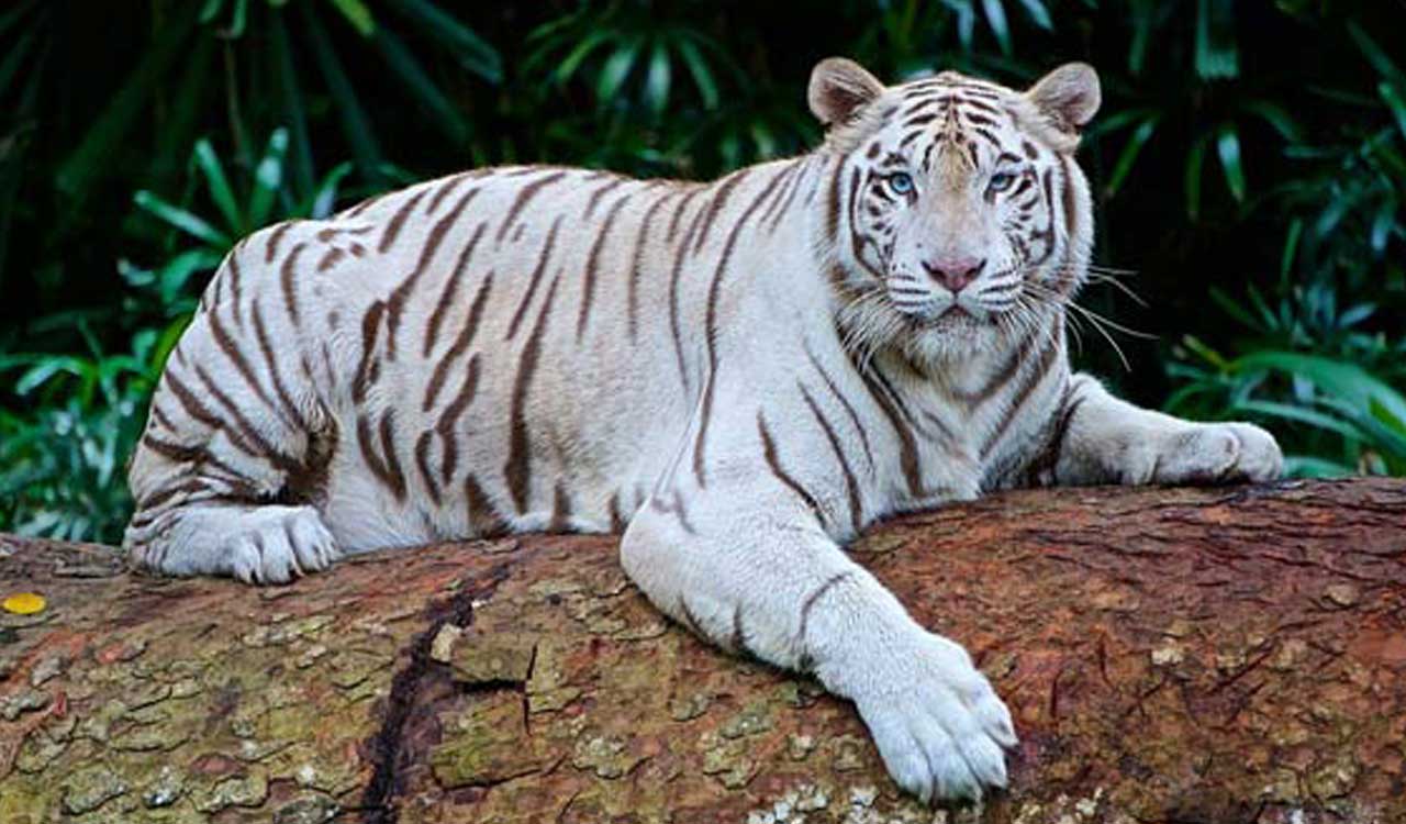 Hyderabad: NASR Boys School adopts ‘Utsav’ 