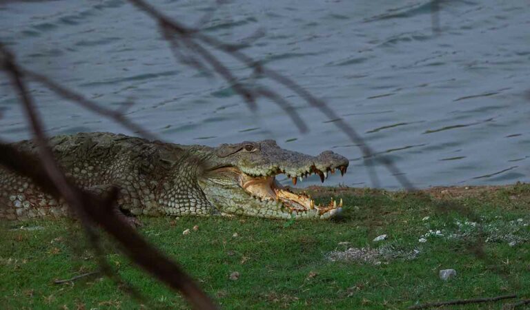 A large mugger Crocodile basking with its open mouth, a typical sunbathing posture of these formidable reptiles, at Ranthambhore National Park.