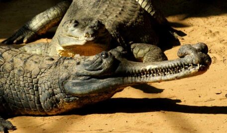 The fish-eating Gharial crocodile is a unique species, easily recognisable by the distinctive pot-like structure at the tip of its long snout. 