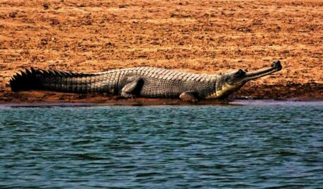 Basking on the sun-kissed banks of the Chambal River, Gharial crocodiles still struggle to live a peaceful life in the rivers of India. —Photo: N Shiva Kumar & BC Choudhury