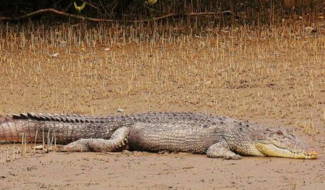 The saltwater crocodile, the largest of all crocodile species, prefers estuarine habitats where it can grow to an impressive size.