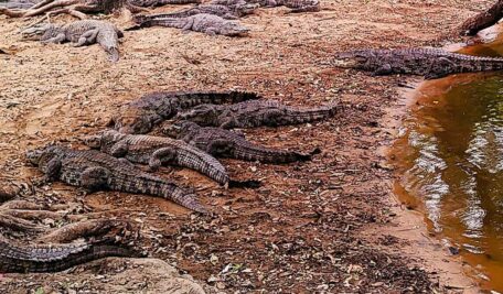 Captive-bred crocodiles are kept in spacious enclosures in groups and later released into the wild to support natural population growth.