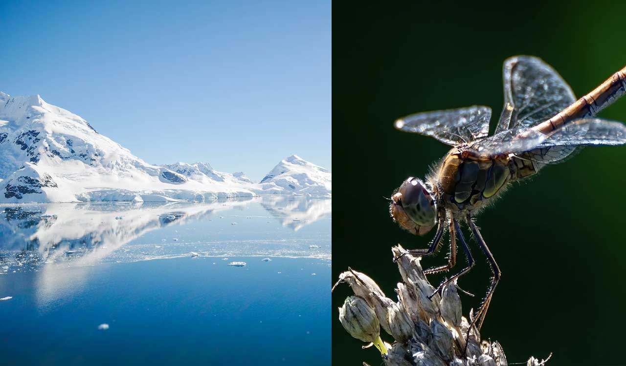How insects, smallest animals survive Antarctica