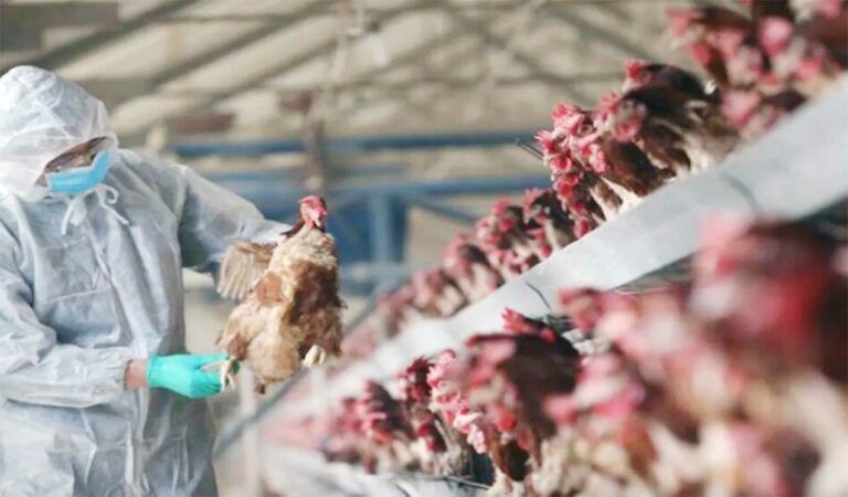 Infant succumbs to bird flu in Andhra Pradesh