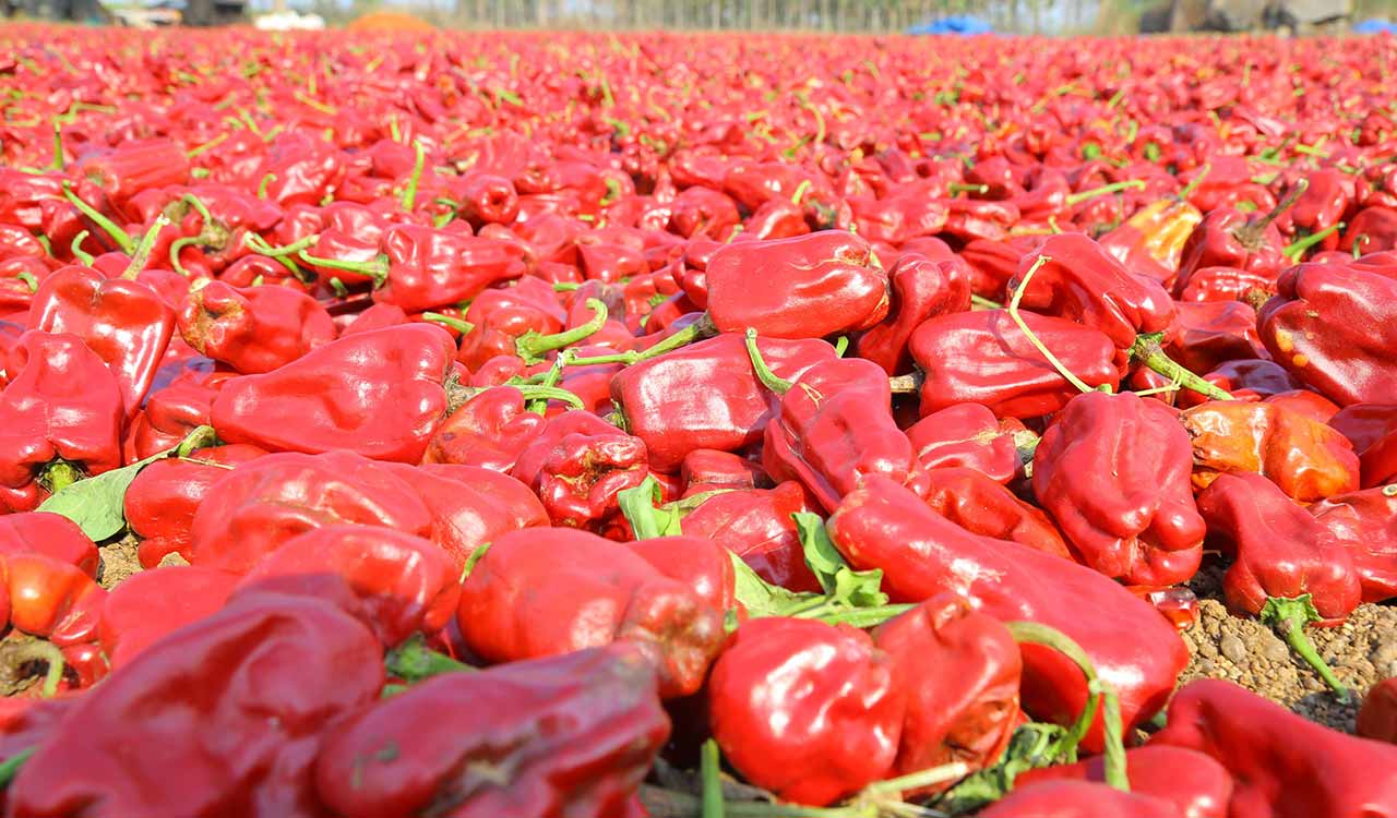 Warangal’s Chapata Chilli is Telangana’s first horticulture product to bag GI tag