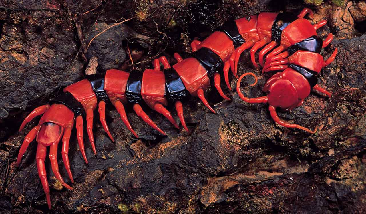 Indian Galapagos islands: Hyderabad scientists dive Western Ghats’ biodiversity 