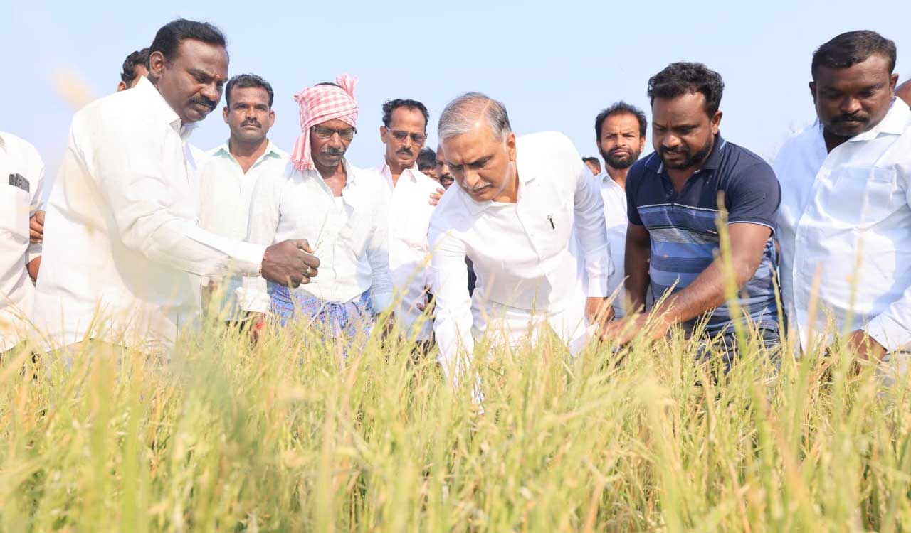 Extend input subsidy to tenant farmers, free seeds to farmers whose crops damaged: Harish
