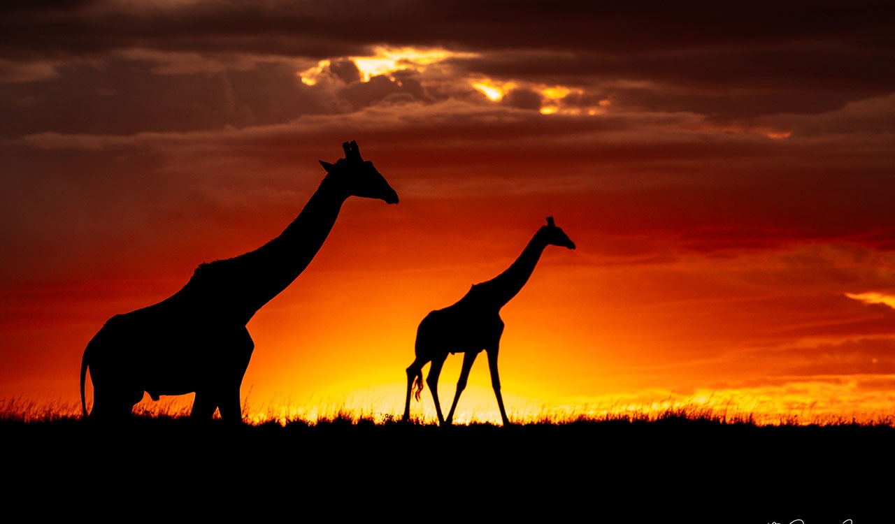 Whispers from the Wild, this Hyderabadi aims to bridge the worlds of corporate and the natural