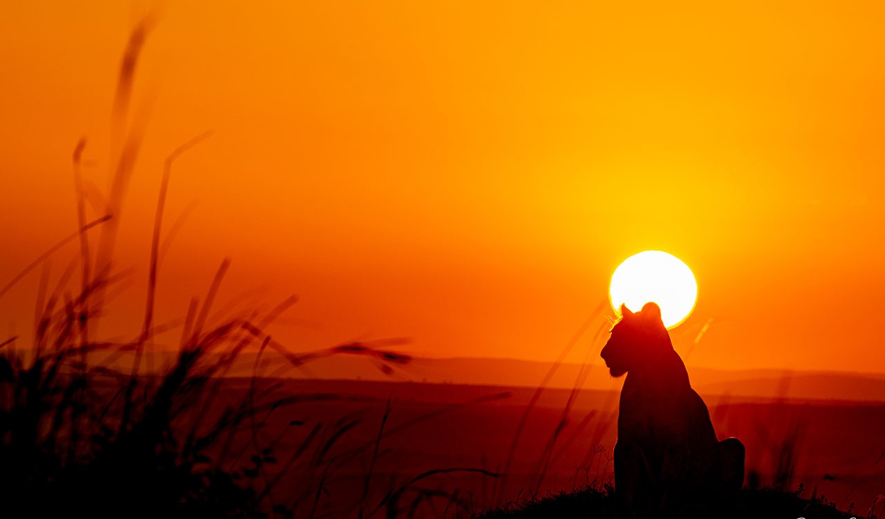Whispers from the Wild, this Hyderabadi aims to bridge the worlds of corporate and the natural