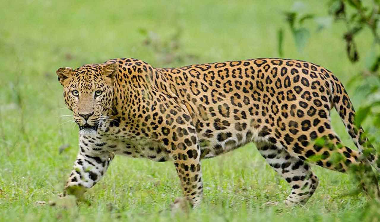 Prowling leopard gets trapped in cage on Tirupati’s Sri Venkateswara University campus