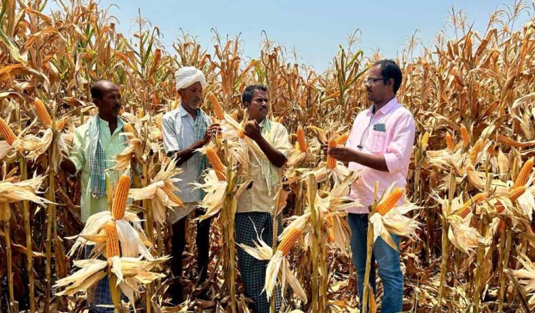 Farmer Devunuri Yadaiah gets bumper harvest with zero tillage cultivation, sowing with hand-push drill at Yellareddypet in Siddipet district.