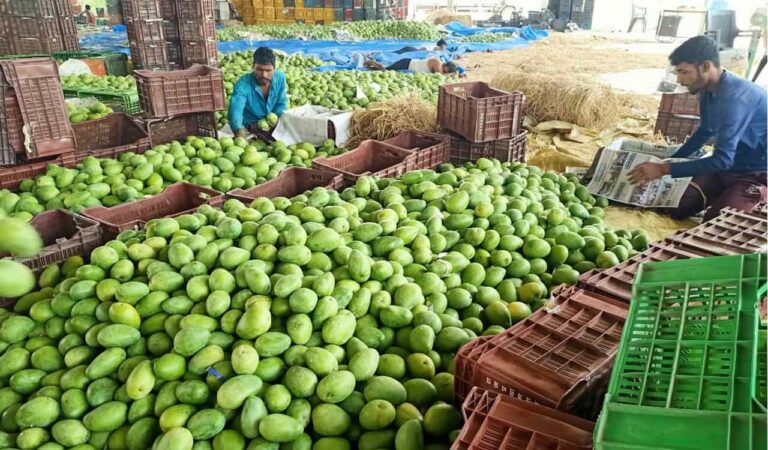 Mangoes