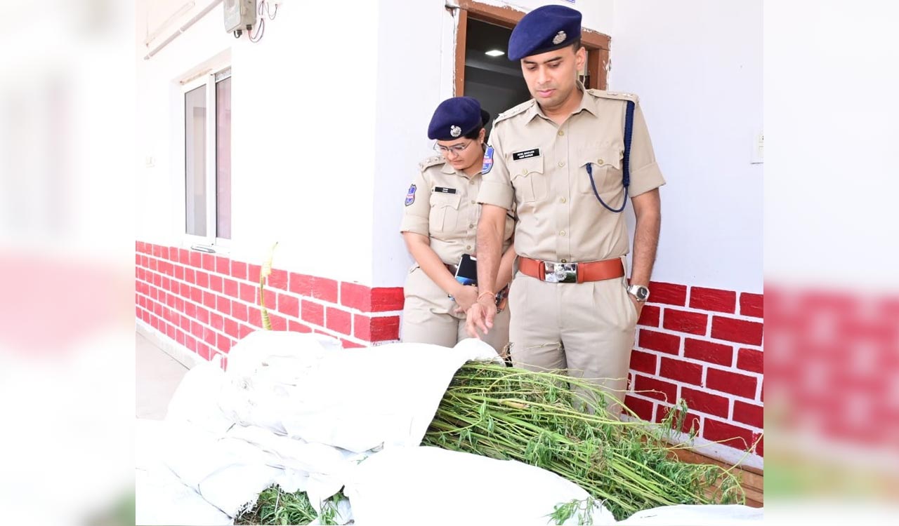 Four arrested for cultivating ganja in farms in Telangana’s Adilabad