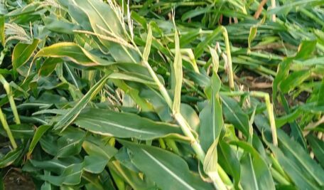 Unseasonal rains damage standing crops, mango orchards in Telangana's Khammam