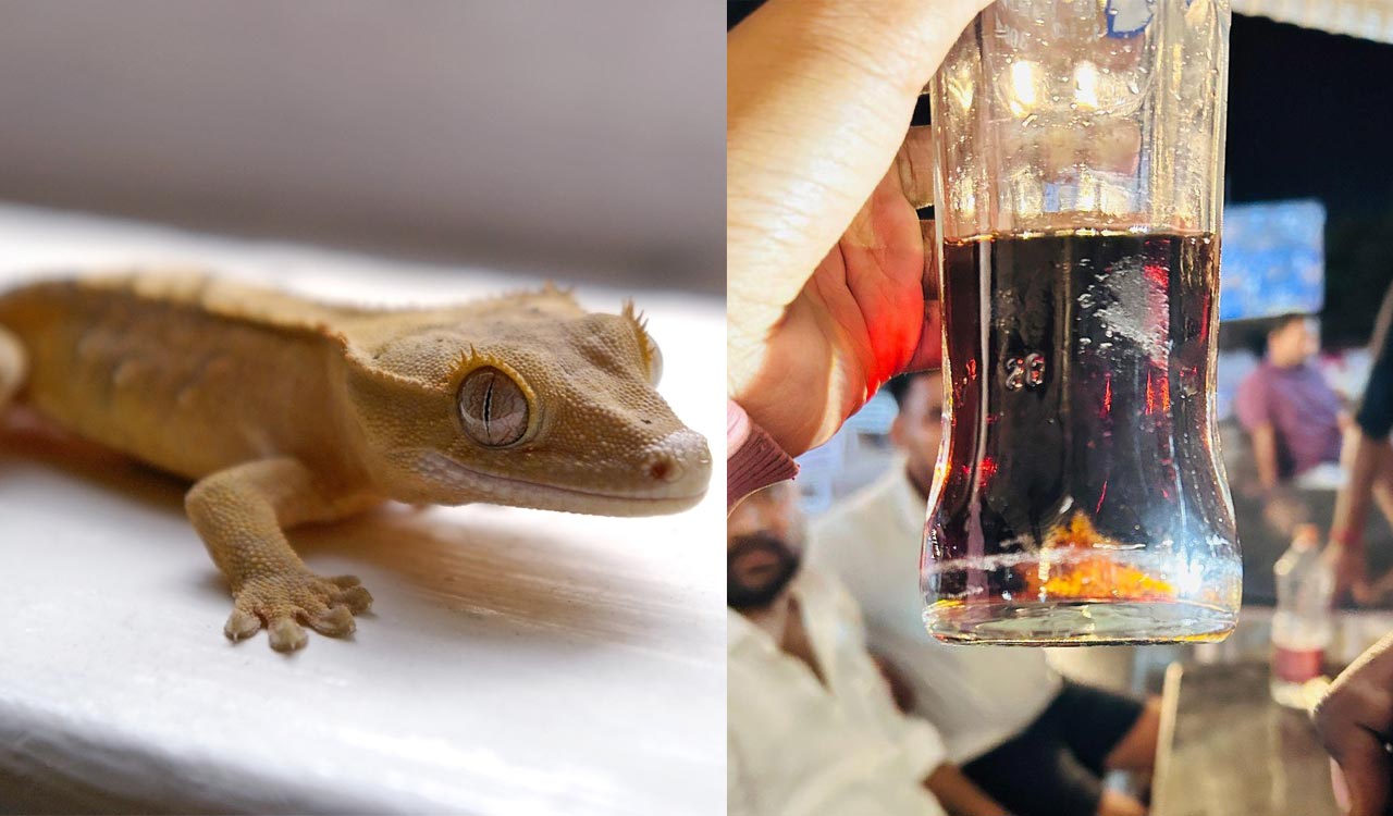 Telangana: Lizard’s tail found in soft drink bottle at restaurant, two hospitalised