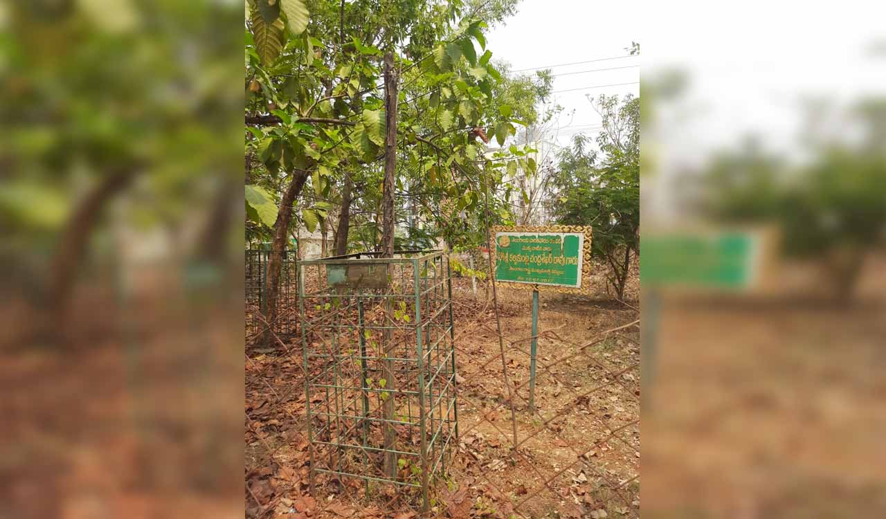 Negligence, lack of maintenance hit Haritha Haram saplings in Telangana’s Karimnagar