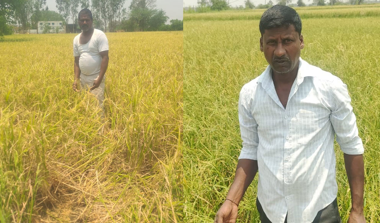 Medak’s farmers devastated after hailstorms and heavy rains damage paddy crop