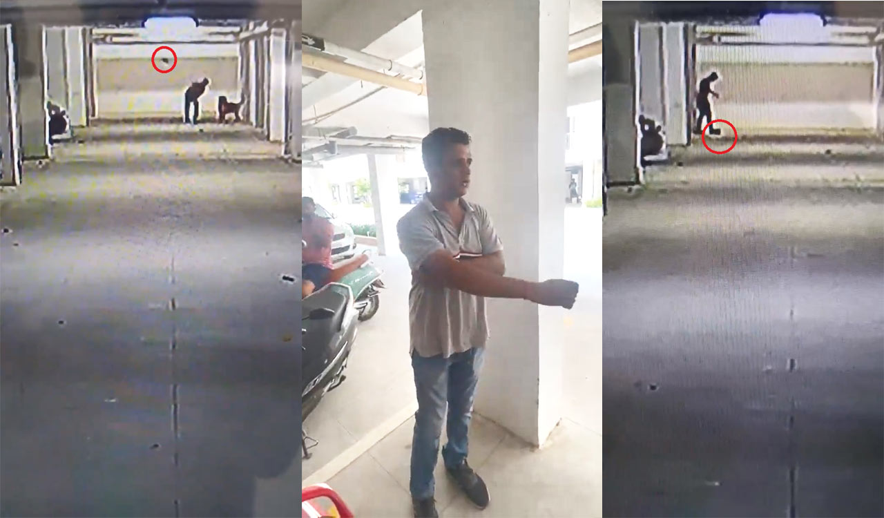 Watch: Hyderabad man kills five stray puppies by smashing them against wall, crushing them; CCTV captures act