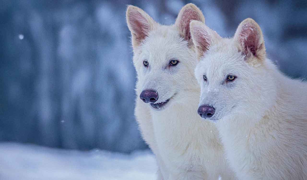 Scientists genetically engineer extinct dire wolf