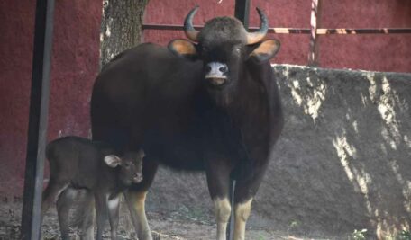 Zoo1