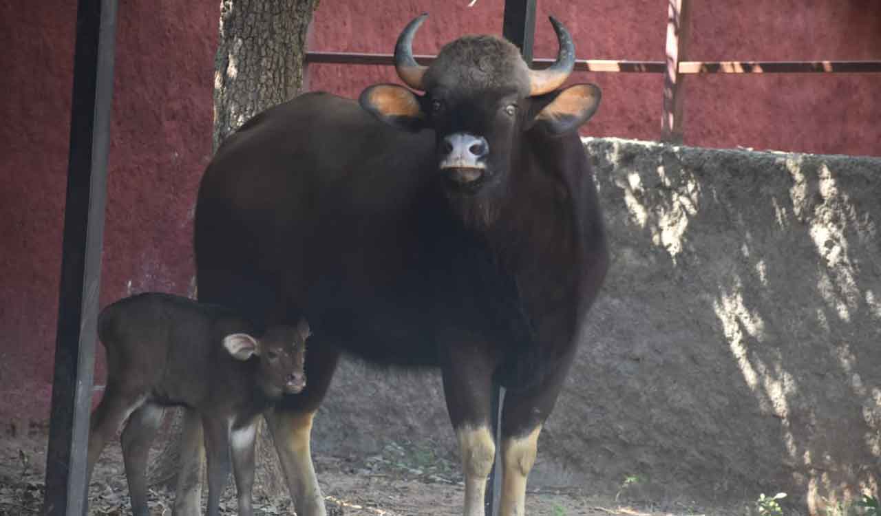 Hyderabad zoo enhances visitors’ experience with new animals, safari upgrade
