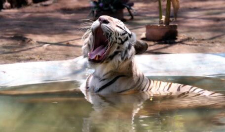 Zoo2