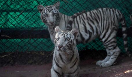 Zoo3