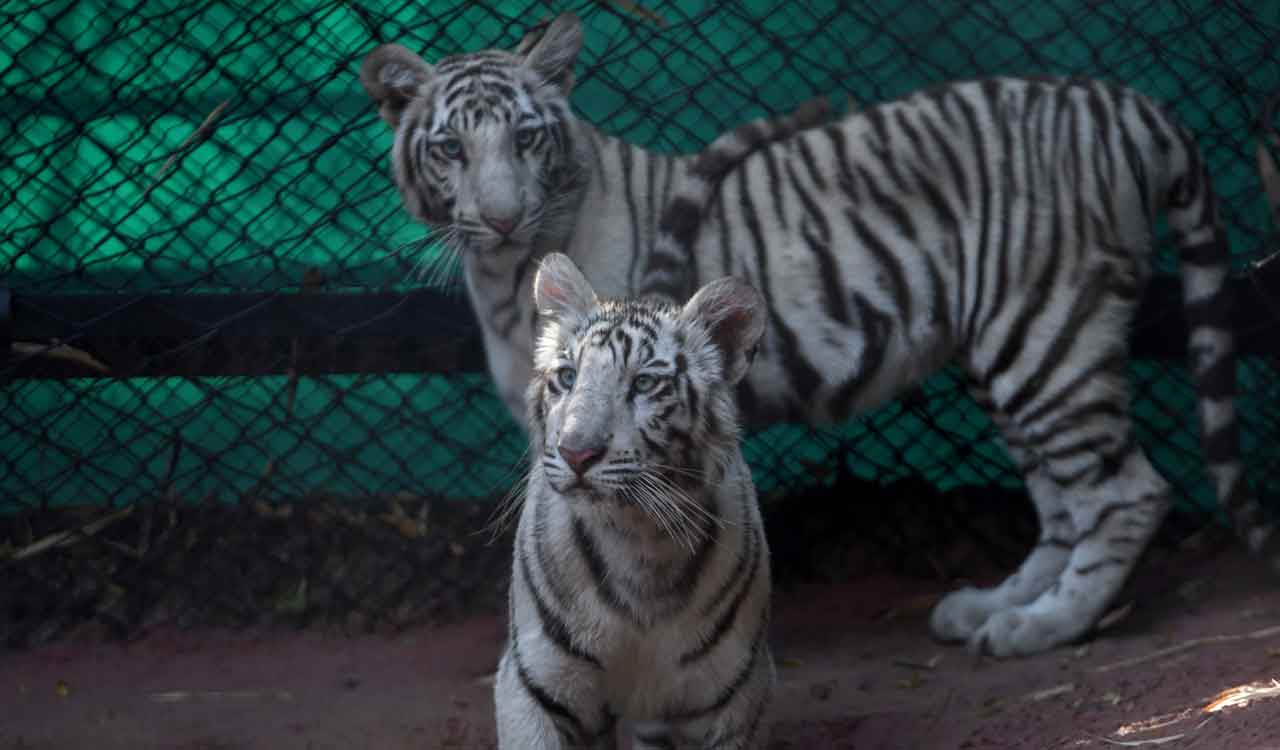 Hyderabad zoo enhances visitors’ experience with new animals, safari upgrade