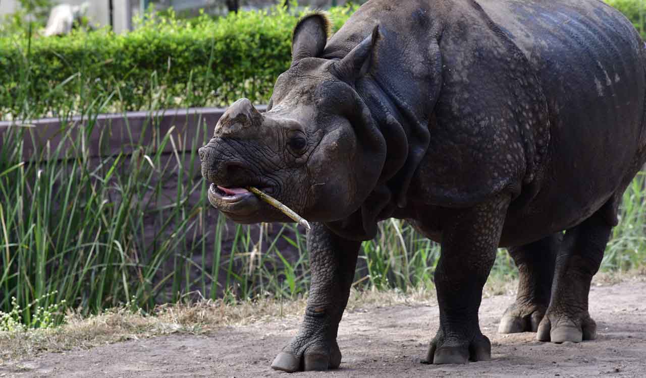 Hyderabad zoo enhances visitors’ experience with new animals, safari upgrade