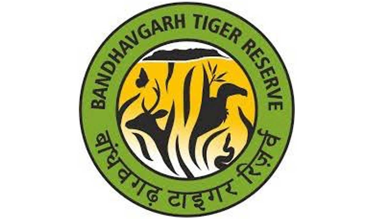 Tigress kills boy in Bandhavgarh Tiger Reserve in Madhya Pradesh