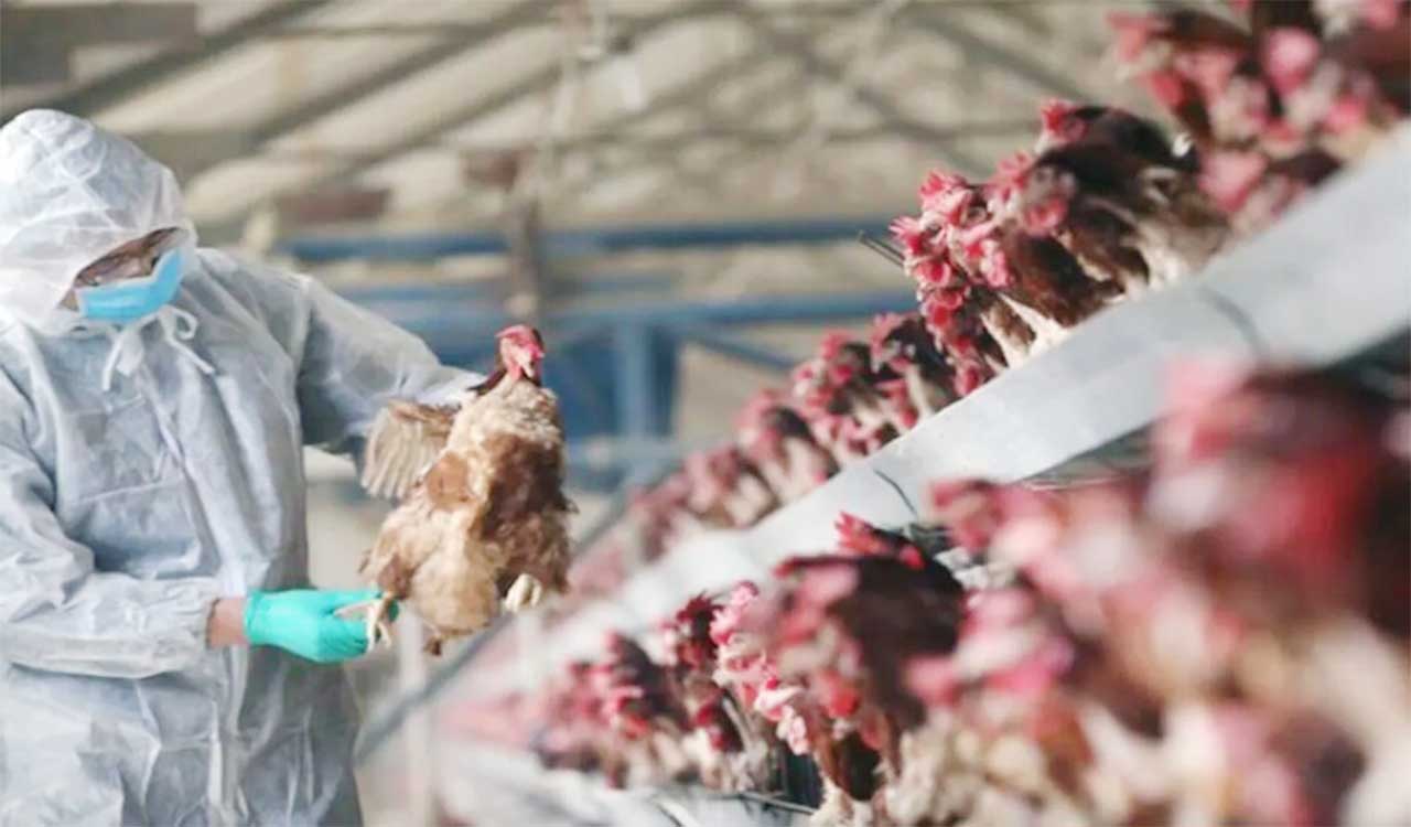 Bird flu: Centre makes registration of poultry farms mandatory, calls for amping up surveillance