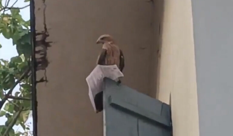 Watch: Eagle snatches away hall ticket from PSC aspirant moments before exam, Internet react