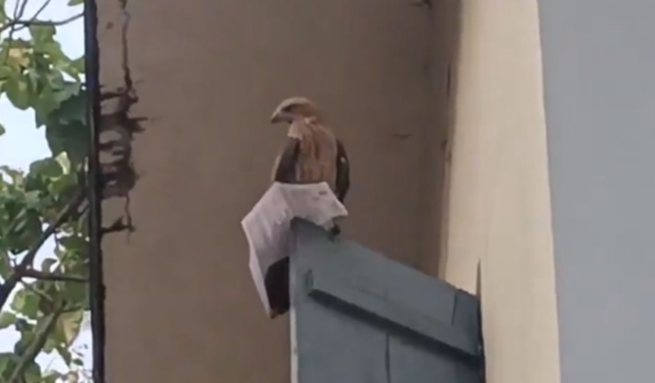 Watch: Eagle snatches away hall ticket from PSC aspirant moments before exam, Internet reacts