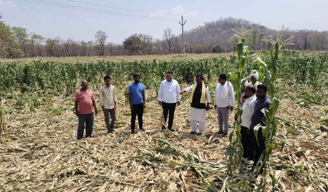 Crop damage by elephants in Maharashtra trigger concerns for farmers in Telangana