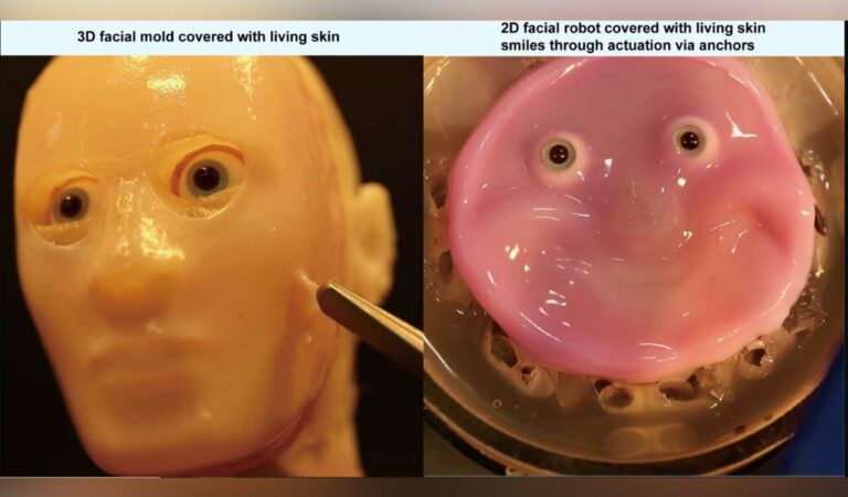 Lab grown skin gives robots the ability to smile