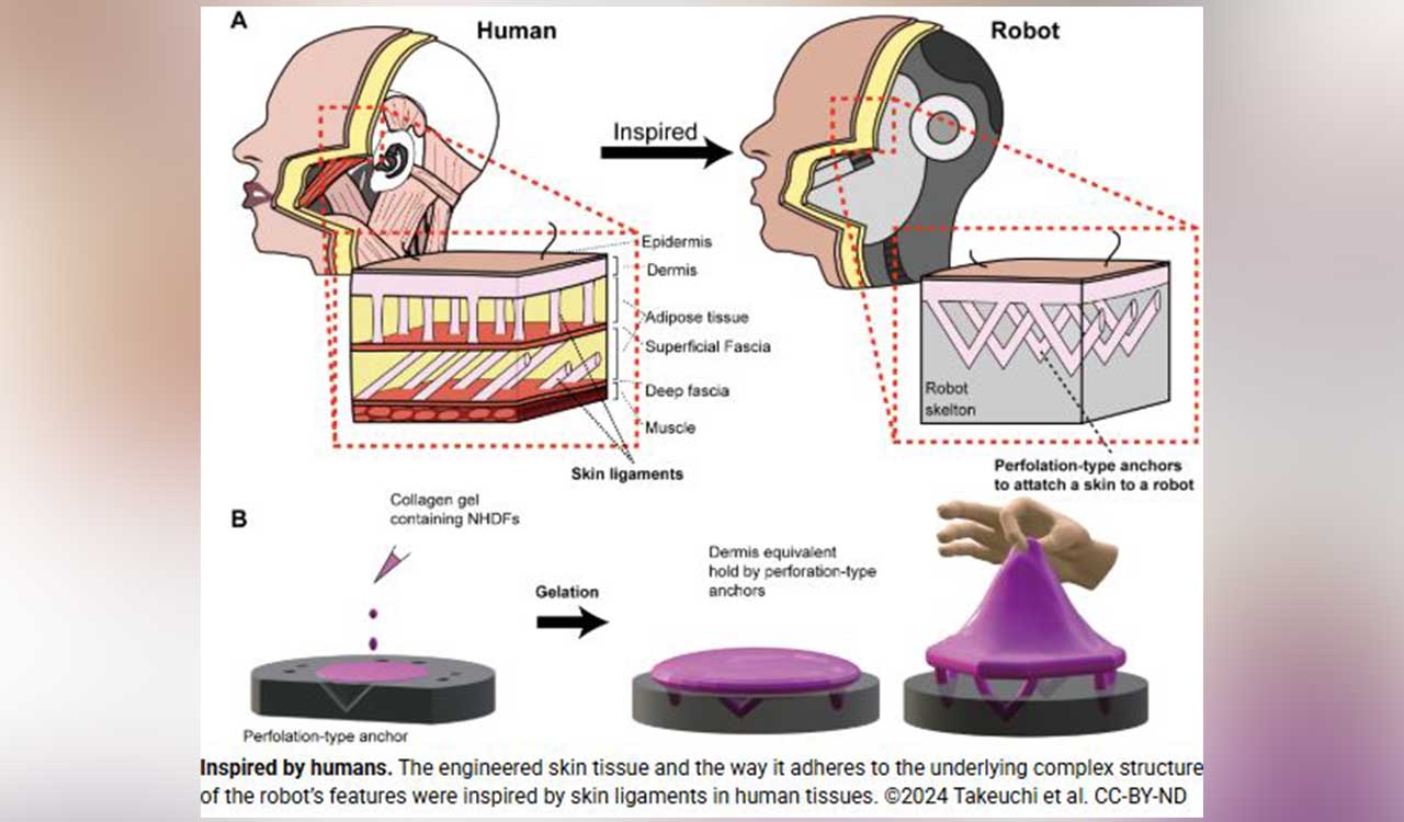 Lab grown skin gives robots the ability to smile
