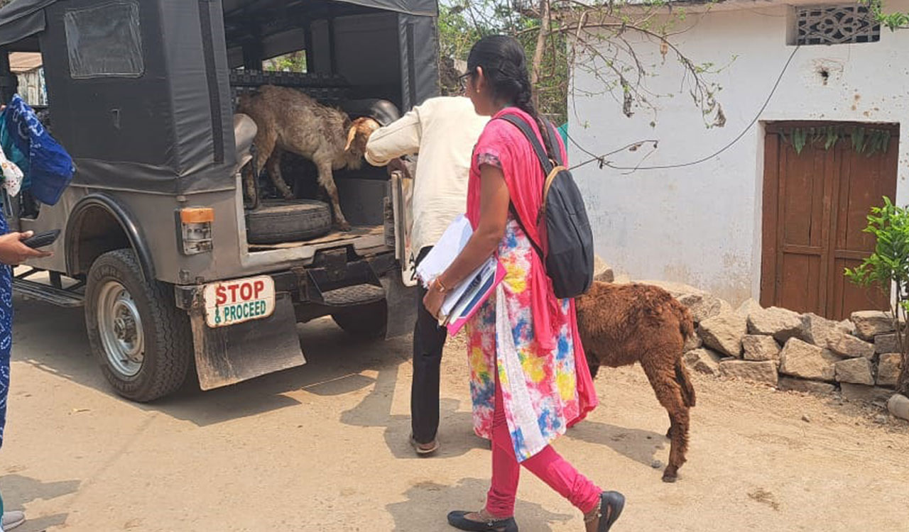 Khammam DCCB officials seize livestock of loan defaulter