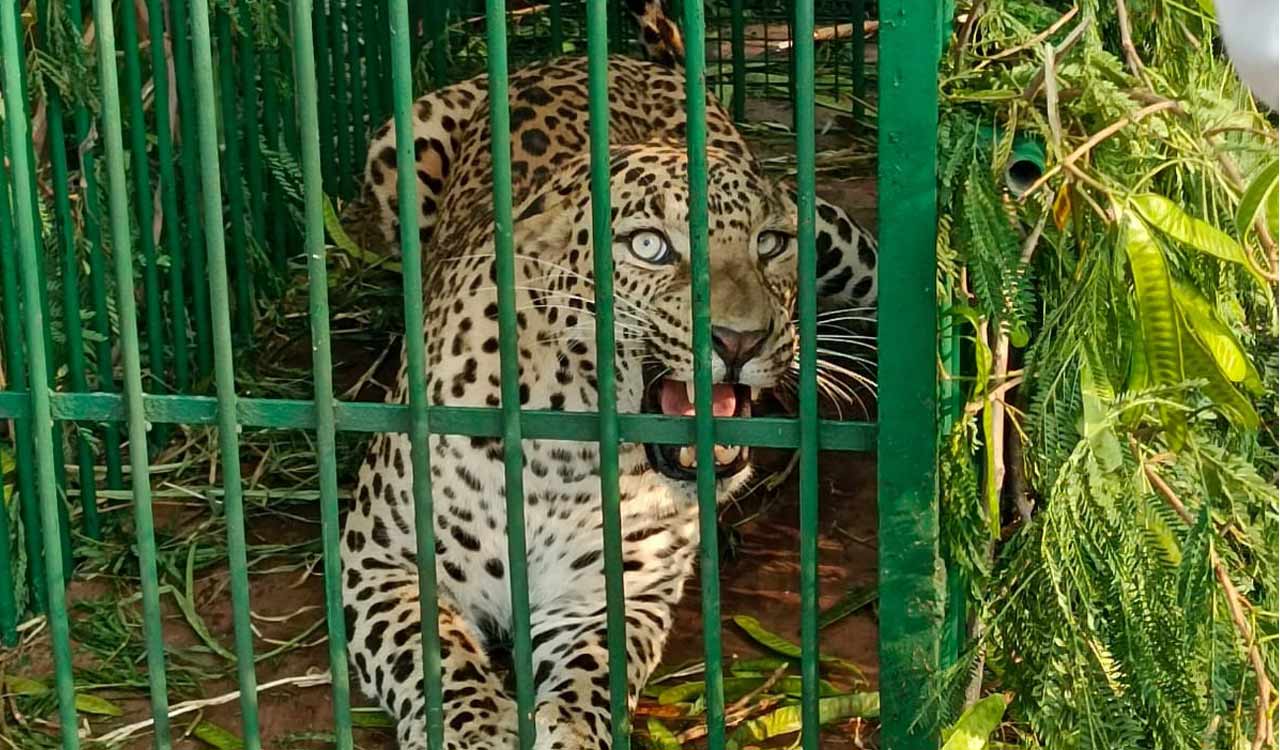 Watch: Forest officials trap leopard in cage placed in ICRISAT campus; another still on the prowl