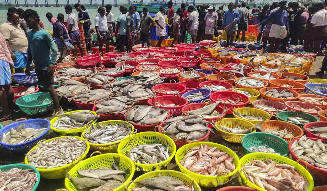 US tariffs to impact Indian seafood shipments adversely, say Exporters