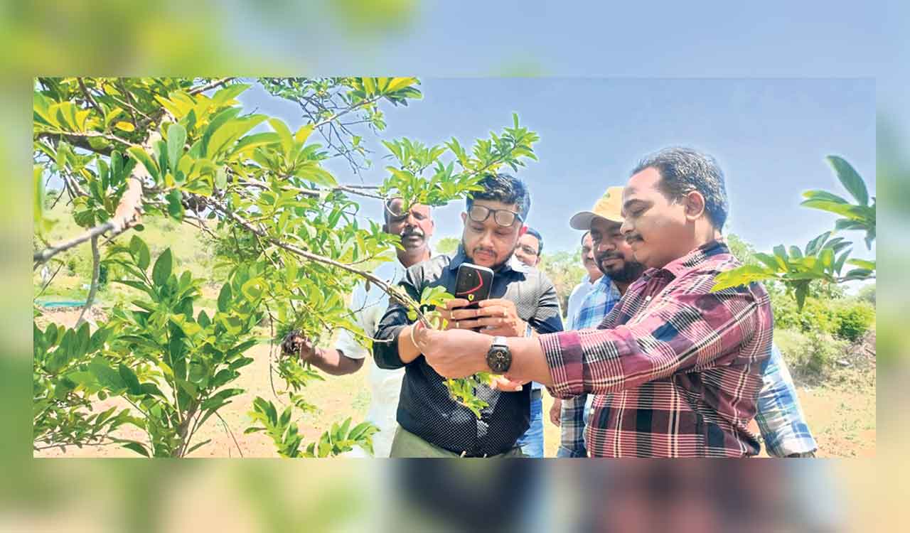 GI tag for Mahabubnagar’s Balanagar custard apple sought